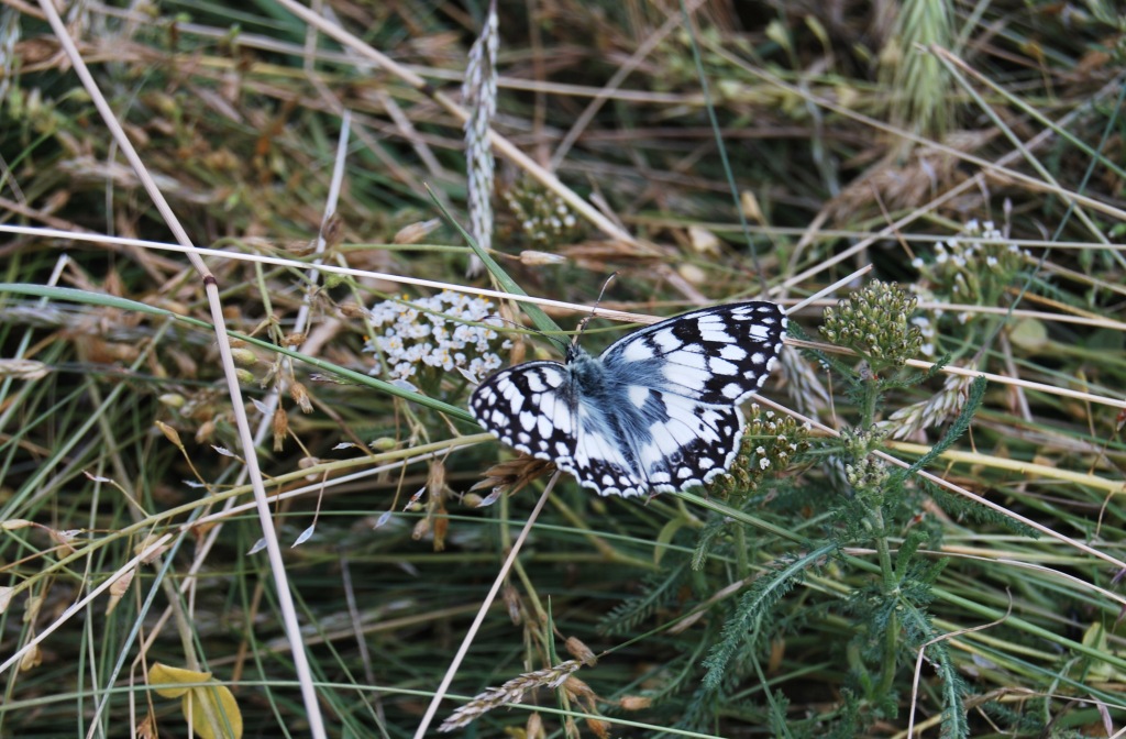 Da id - Melanargia russiae